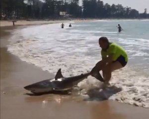 Рискнул жизнью: Австралиец оттащил акулу за хвост от туристов