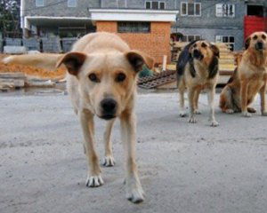 Кількість безпритульних собак у Києві вразила волонтерів