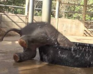 У столичному зоопарку показали, як слон приймає грязьові ванни