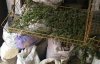 Правоохорнці вилучили коноплі на 250 тисяч гривень