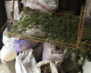 Правоохорнці вилучили коноплі на 250 тисяч гривень