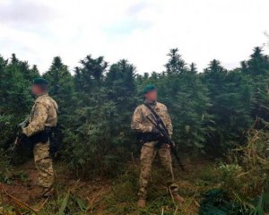Правоохоронці виявили плантацію коноплі та боєприпаси