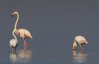 Эксперт рассказал, почему фламинго не переживут зиму в Украине