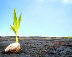 Японські вчені знайшли життя, яке існувало 4 млрд роки тому