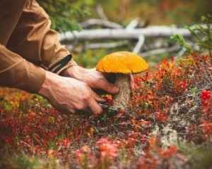 Розповіли, скільки українців померли від отруєння грибами