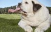 Собака попала в Книгу рекордов Гиннеса за самый длинный язык