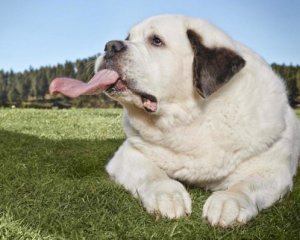 Собака попала в Книгу рекордов Гиннеса за самый длинный язык