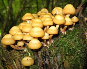 Во Львовской области 6 человек отравились грибами, все госпитализированы