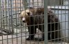 Прощай, тесная клетка: как спасали 16-летнюю медведицу, которая жила в ресторане