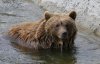 Умови наближені до природних - добірка фото ведмедів з притулку на Львівщині
