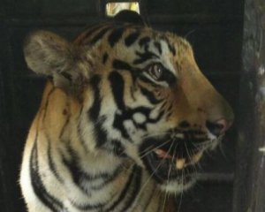 В Индии суд вынес смертный приговор тигру-людоед