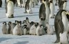 В Антарктиде массово умирают детеныши пингвинов