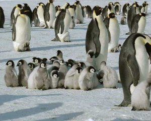 В Антарктиде массово умирают детеныши пингвинов