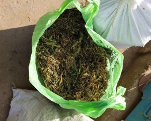 Вилучили рекордну кількість коноплі на 16 млн грн