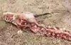 В Китае нашли 18-ти метровый скелет дракона