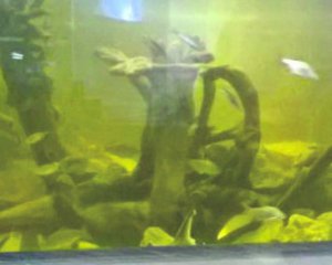 У Київському зоопарку покажуть усі види риб Дніпра