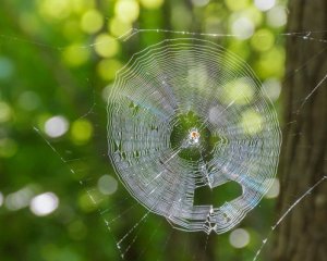 Вчені дізналися, чому люди бояться павуків і змій