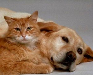 Тотальная регистрация кошек и собак - украинцам подготовили жесткий закон