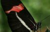 Крылья бабочки помогут повысить эффективность солнечных батарей