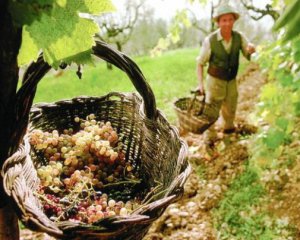 В Украине подорожает импортное вино