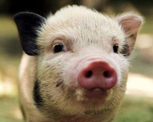 Чому свинина рекордно подорожчала