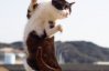 Коты-каратисты: забавные фото, которые поднимают настроение
