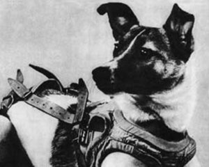 Первая собака в космосе умерла из-за перегрева кабины спутника