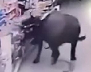 Разъяренный буйвол разгромил супермаркет