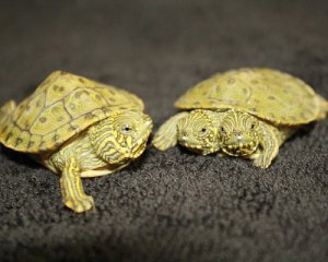 Двухголовую черепаху сняли на видео