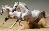 Исследователи выяснили, как лошади высчитывают неуверенных людей