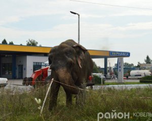 Столиця заборонила пересувні цирки з тваринами