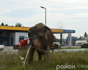 Киев запретил передвижные цирки с животными