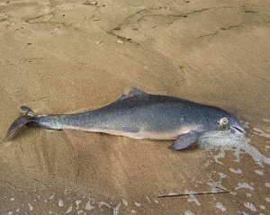 Біля Керченського мосту гинуть дельфіни