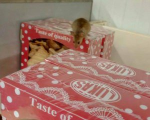 В столичном супермаркете мышь бегала по коробкам с печеньем
