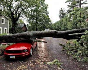 Не в тому місці і не у той час: як дерева падають на автомобілі