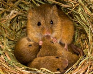 Науковці розповіли, на що мишей-полівок штовхає алкоголь