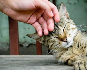 У Києві шукають гладильників котів