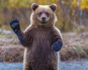 Ведмідь вкрав у мисливця зброю