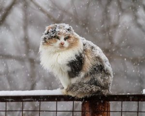 Снег с дождем накроют Украину: прогноз погоды