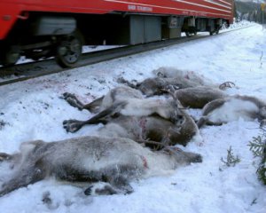 250 оленів загинули від зіткнення з потягами
