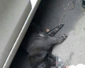В Киеве 5-летний парень сбил насмерть собаку