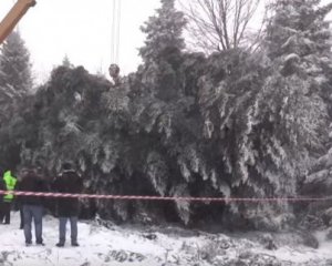 Пихта вместо елки. В Киев везут главное новогоднее дерево