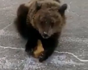 На оживленной трассе нашли медвежонка