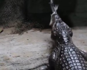 В киевском зоопарке показали, как кормят крокодила