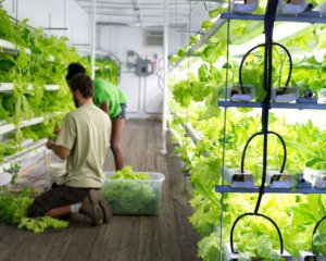 В Україні створять унікальну ферму з вирощування овочів