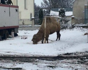 Грузинский цирк забыл верблюда в Украине