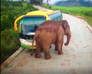 Слон атакует общественный транспорт - шокирующее видео