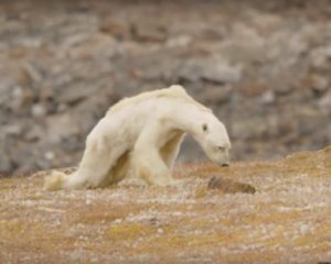 Полярний ведмідь на межі смерті шокував світ - вражаюче відео