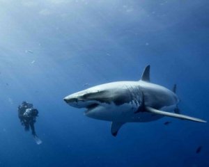 В сантиметре от челюстей смерти: аквалангист не заметил белую акулу