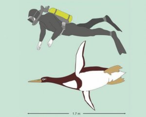 Нашли остатки гигантского ископаемого пингвина